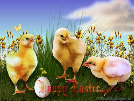 easter-chicks1.jpg