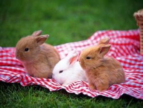 easter_012.jpg