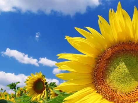 field_of_flowers206.jpg