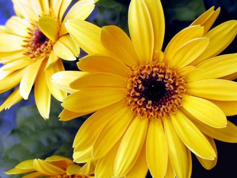 flowers1_2013.jpg