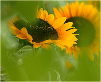 sonnenblumekl.jpg