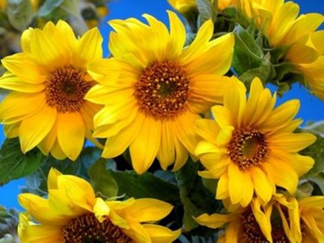 sonnenblumen3.jpg