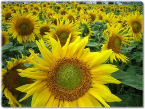 sonnenblumen4.jpg