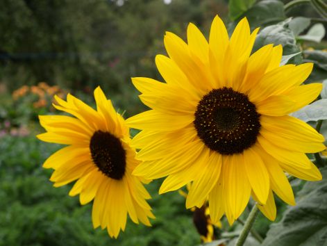 sonnenblumen_b.jpg