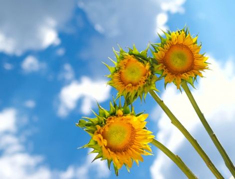 sunflower__.jpg