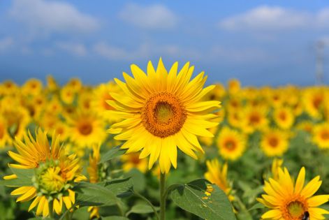 sunflower__202.jpg